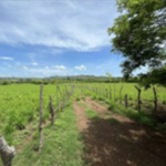 FINCA LECHERA EN FUNCIONAMIENTO – LOS SANTOS